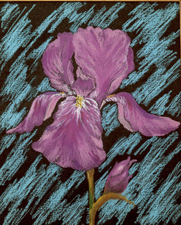 Iris Oil Pastel