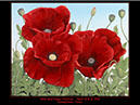 Red Poppy Poster 2003