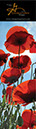 BannerPoppyFest