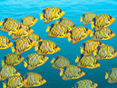 Fish in Progress8x10