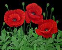 Poppies_24x30_EMAIL