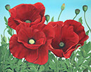 Poppy Painting