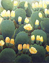 cactus painting