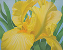 Yellow Iris 2013