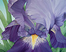 Iris 2