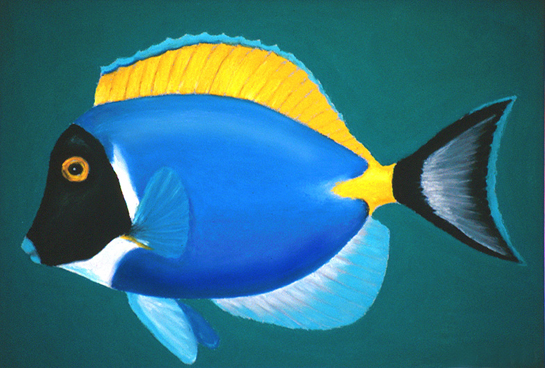 Surgeonfish