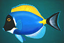 Surgeonfish
