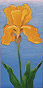 YellowIris