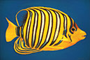angelfish oil pastel